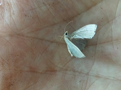 Poliobotys ablactalis