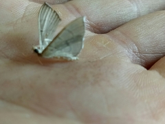 Poliobotys ablactalis