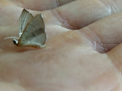 Poliobotys ablactalis