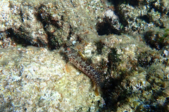 Parablennius pilicornis