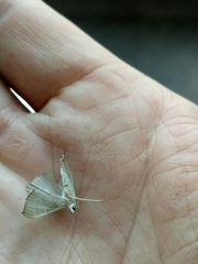 Poliobotys ablactalis