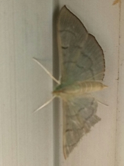 Poliobotys ablactalis