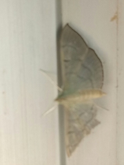 Poliobotys ablactalis