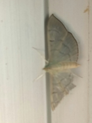 Poliobotys ablactalis