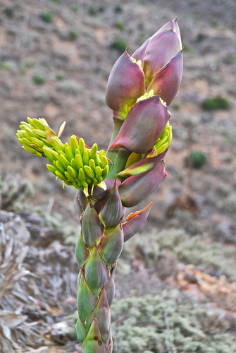 Shaw's Agave