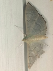 Poliobotys ablactalis