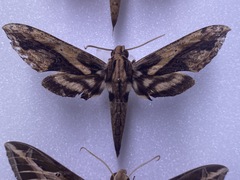 Xylophanes ceratomioides
