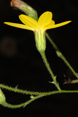 Croptilon divaricatum