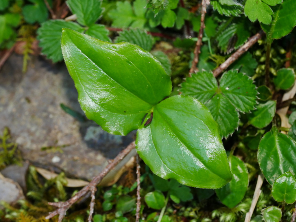Cypripedium debile