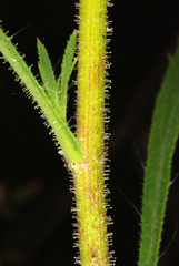 Croptilon divaricatum