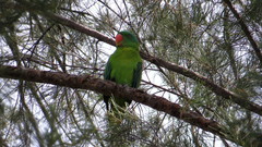 Tanygnathus lucionensis