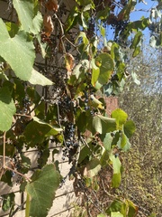 Vitis californica