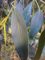 Eucalyptus globulus