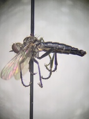 Coleomyia