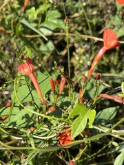 Ipomoea hederifolia