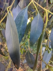 Eucalyptus globulus
