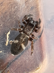 Penestomus egazini