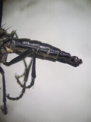 Coleomyia