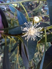 Eucalyptus globulus