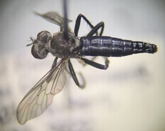 Coleomyia