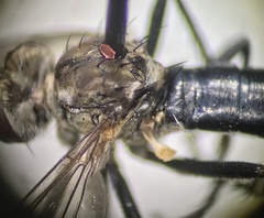 Coleomyia
