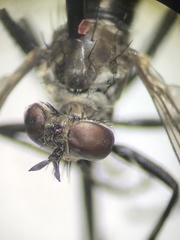 Coleomyia