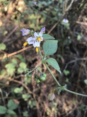 Solanum douglasii