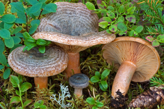 Lactarius fennoscandicus