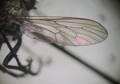 Coleomyia