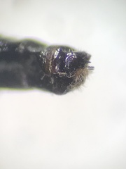 Coleomyia