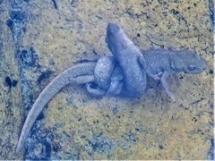 Calotriton asper