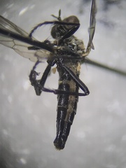 Coleomyia