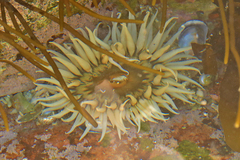 Anthopleura michaelseni