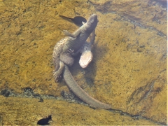 Calotriton asper