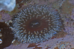 Bunodactis reynaudi
