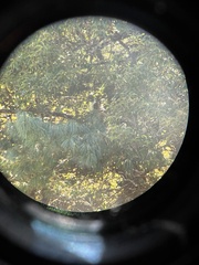 Semnopithecus schistaceus