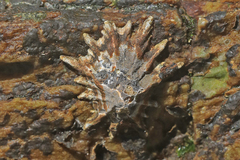 Scutellastra longicosta