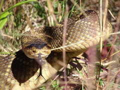 Crotalus molossus nigrescens