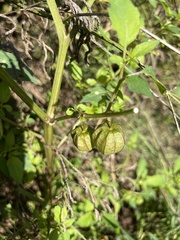 Physalis angulata