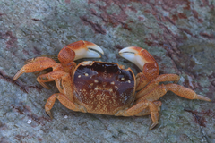 Cyclograpsus punctatus