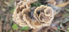 Trametes ochracea