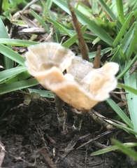 Podoscypha petalodes