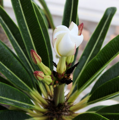 Pachypodium lamerei