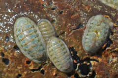 Ischnochiton oniscus