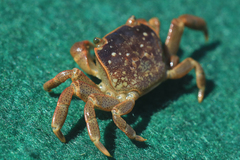 Cyclograpsus punctatus