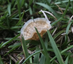 Podoscypha petalodes