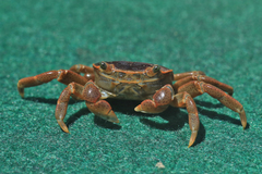 Cyclograpsus punctatus