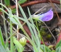 Lathyrus angulatus