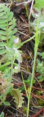Biserrula pelecinus