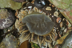 Anthopleura michaelseni